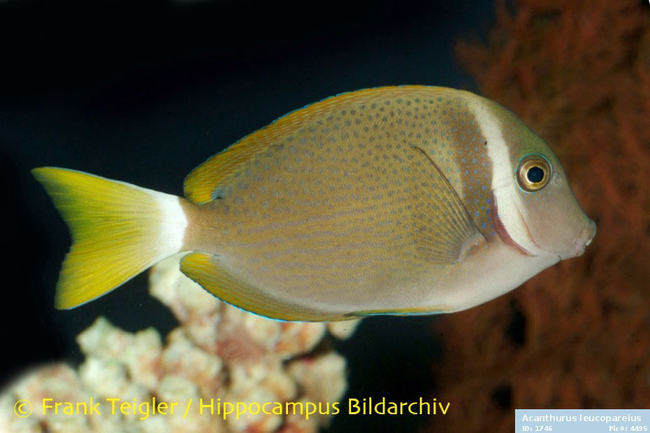 Acanthurus leucopareius